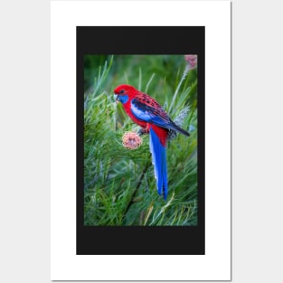 Crimson Rosella feeding on Grevillea flower Posters and Art